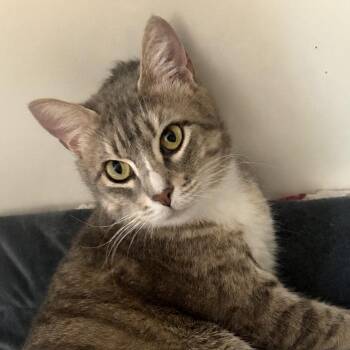 Rebel Roxy -  Domestic Short Hair Cat Available for Adoption in Austin, Texas - Rebel Roxy | PetCurious