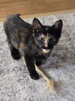 Tortoiseshell Cats Available for Adoption in Burlington, Washington - Willow-KJ (bonded With Wendel) | PetCurious