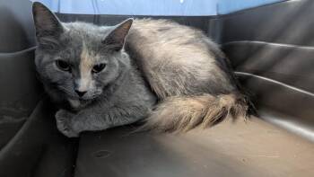 Iron Maiden -  Domestic Medium Hair Cat for Adoption in Evansville, Indiana - Iron Maiden | PetCurious