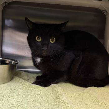 Parker -  Domestic Short Hair Cat for Adoption in Indianapolis, Indiana - Parker | PetCurious