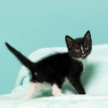 Rescue Domestic Short Hair Cats for Adoption in South Riding, Virginia - Coraline's Iris | PetCurious