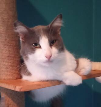 Rescue Domestic Medium Hair Cats for Adoption in Santa Cruz, California - Grayson | PetCurious