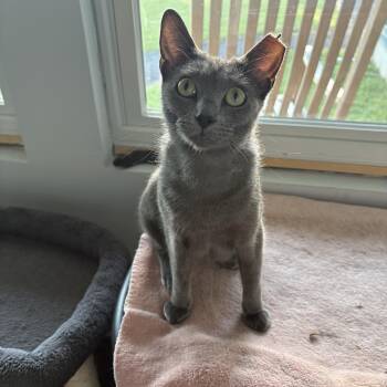 Trolli -  Domestic Short Hair Cat for Adoption in Bellmawr, New Jersey - Trolli | PetCurious