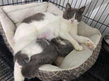 Momma March -  Domestic Short Hair Cat for Adoption in Aurora, Indiana - Momma March | PetCurious