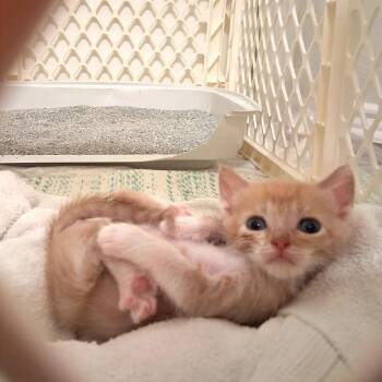 Neverland 8 -  Domestic Short Hair Cat for Adoption in Austin, Texas - Neverland 8 | PetCurious