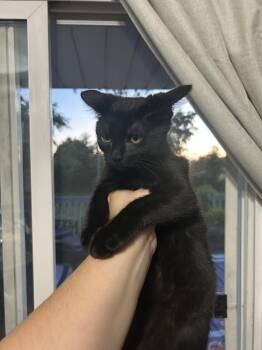 Simon (26-123 C) -  Domestic Short Hair Cat for Adoption in Lansing, Michigan - Simon (26-123 C) | PetCurious