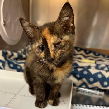 Edith -  Domestic Short Hair Cat for Adoption in Newark, New Jersey - Edith | PetCurious