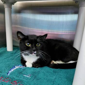 Arbor 25 -  Domestic Short Hair Cat for Adoption in Philadelphia, Pennsylvania - Arbor 25 | PetCurious