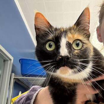 Domestic Short Hair Cats Available for Adoption in Summerlee, West Virginia - Agatha | PetCurious