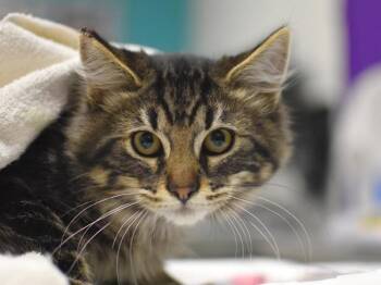 King Dorephan -  Domestic Long Hair Cat for Adoption in Portland, Oregon - King Dorephan | PetCurious