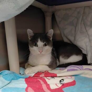 ASTRO -  Domestic Short Hair Cat for Adoption - ASTRO | PetCurious