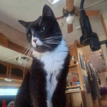 Madame Meowzers aka Ms Kitty -  Tuxedo and Domestic Short Hair Cat for Adoption in Gladstone, Oregon - Madame Meowzers Aka Ms Kitty | PetCurious