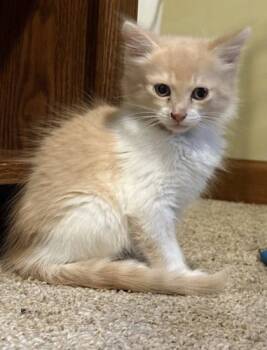 Rescue Domestic Medium Hair and Domestic Short Hair Cats for Adoption in Hobart, Indiana - Mario | PetCurious
