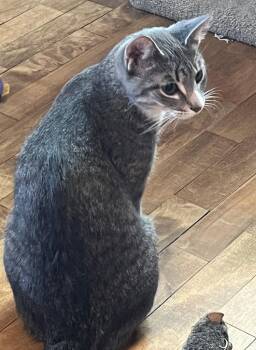 Domestic Short Hair Cats Available for Adoption - Dusty | PetCurious