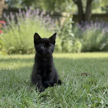 Rescue Domestic Long Hair Cats for Adoption in Pittsfield, Illinois - Tito | PetCurious