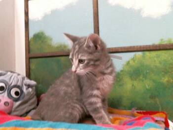 Domestic Short Hair Cats Available for Adoption in Houston, Texas - MARIE | PetCurious