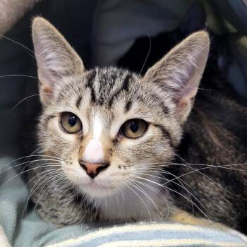 Maui -  Domestic Short Hair Cat for Adoption in Belfair, Washington - Maui | PetCurious