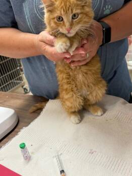 FluffyTeddy -  Domestic Medium Hair Cat for Adoption in Virginia, Minnesota - FluffyTeddy | PetCurious