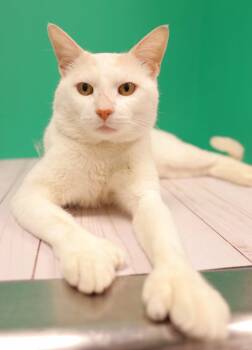 Lucky -  Domestic Short Hair Cat Available for Adoption in Salem, Massachusetts - Lucky | PetCurious