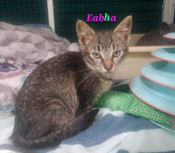 Eabha -  Domestic Short Hair Cat Available for Adoption in Diamond Springs, California - Eabha | PetCurious