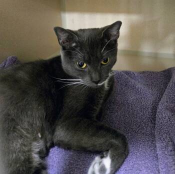 Tuxedo Cats Available for Adoption - Ruby Sue | PetCurious