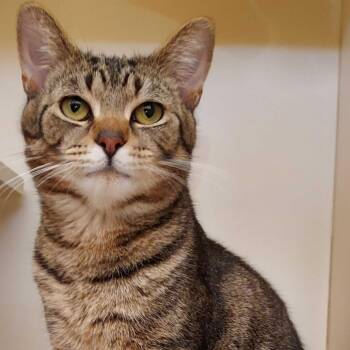 Merlin -  Domestic Short Hair Cat for Adoption in Dayton, Ohio - Merlin | PetCurious