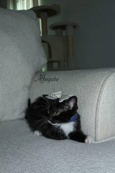 AFFOGATO -  Domestic Short Hair Cat for Adoption in Conroe, Texas - AFFOGATO | PetCurious