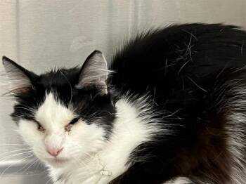 Domestic Medium Hair Cats Available for Adoption in Tustin, California - LYRIC | PetCurious