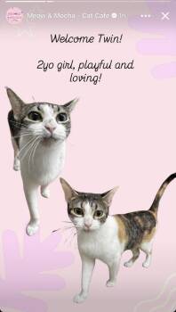 Twin -  Domestic Short Hair Cat for Adoption in Mustang, Oklahoma - Twin | PetCurious