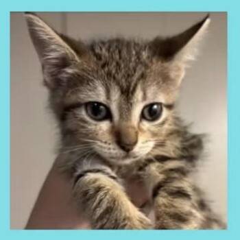 Bobble -  Domestic Short Hair Cat for Adoption in Dekalb, Illinois - Bobble | PetCurious