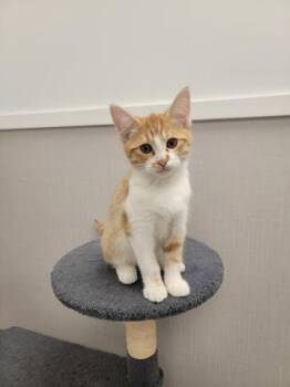 Dallas -  Domestic Short Hair Cat for Adoption in Fergus Falls, Minnesota - Dallas | PetCurious