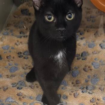 Ember -  Domestic Short Hair Cat for Adoption in Dunellen, New Jersey - Ember | PetCurious