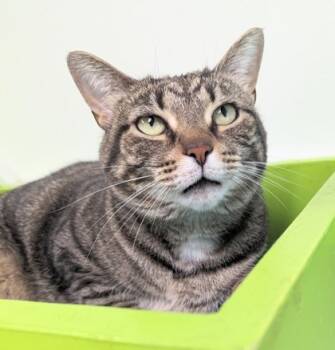 Rescue Domestic Short Hair Cats for Adoption in Batavia, Ohio - Butterfly | PetCurious