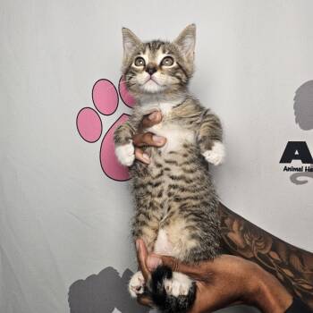 Rescue American Shorthair Cats for Adoption in Milton, Florida - Honey Butter | PetCurious