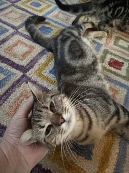 Tabby and Domestic Short Hair Cats Available for Adoption - NYT (Newt) | PetCurious