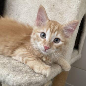 Jubilee -  Domestic Short Hair Cat for Adoption in Bismarck, North Dakota - Jubilee | PetCurious