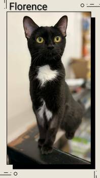 Domestic Short Hair Cats Available for Adoption in Caistor Centre, Ontario - Florence | PetCurious