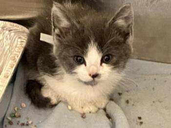 PIPPIN -  Domestic Short Hair Cat for Adoption in Tustin, California - PIPPIN | PetCurious