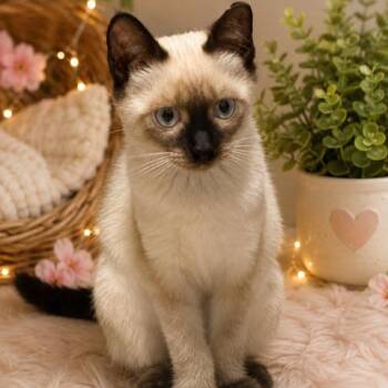 Miny -  Snowshoe Cat for Adoption in Debary, Florida - Miny | PetCurious