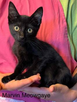 Marvin Meowgaye -  American Shorthair Cat for Adoption in El Dorado, Arkansas - Marvin Meowgaye | PetCurious