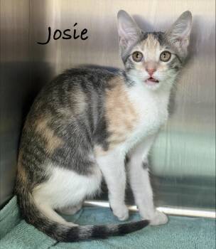 Josie -  Domestic Short Hair Cat for Adoption in Pawleys Island, South Carolina - Josie | PetCurious