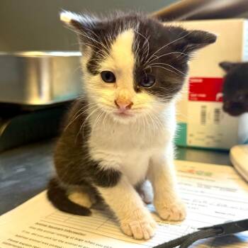 Domestic Short Hair Cats Available for Adoption in Tuscaloosa, Alabama - TUSC-Stray-84033_2 | PetCurious
