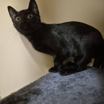Domestic Short Hair Cats Available for Adoption in Schertz, Texas - Donut | PetCurious