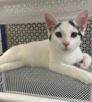 Rescue Domestic Short Hair Cats for Adoption in Boston, Massachusetts - ARNOLD | PetCurious