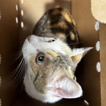 Domestic Short Hair Cats Available for Adoption - Rosie | PetCurious