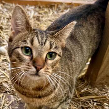 Sola -  Domestic Short Hair Cat for Adoption in Gastonia, North Carolina - Sola | PetCurious