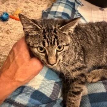 Rescue Domestic Short Hair Cats for Adoption in Abingdon, Maryland - 1025-112 Chelsea | PetCurious