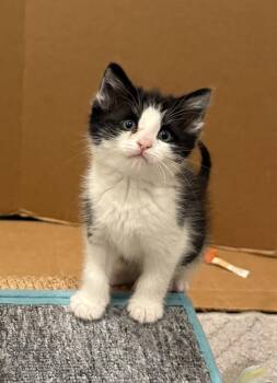 Domestic Short Hair Cats Available for Adoption in Ferndale, Michigan - Jules Verne | PetCurious
