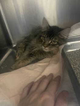 Rescue Domestic Medium Hair and Domestic Short Hair Cats for Adoption in Reidsville, North Carolina - Lumbee | PetCurious