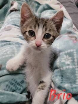 Domestic Short Hair Cats Available for Adoption in Blanchard, Oklahoma - Brio - ACCEPTING PRE-ADOPTION APPLICATIONS | PetCurious